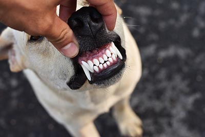 Dogs With Braces in Torrance